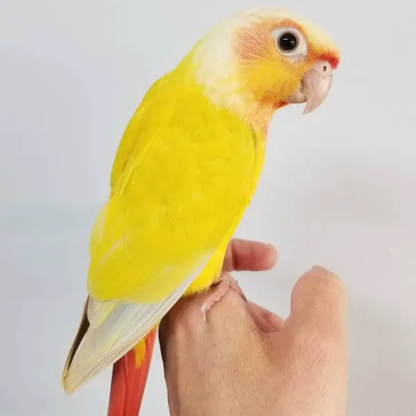 Sun Cheek Conure