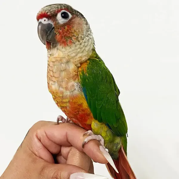 Yellow-sided Conure