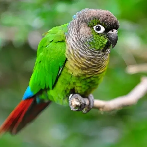 Green Cheek Conure