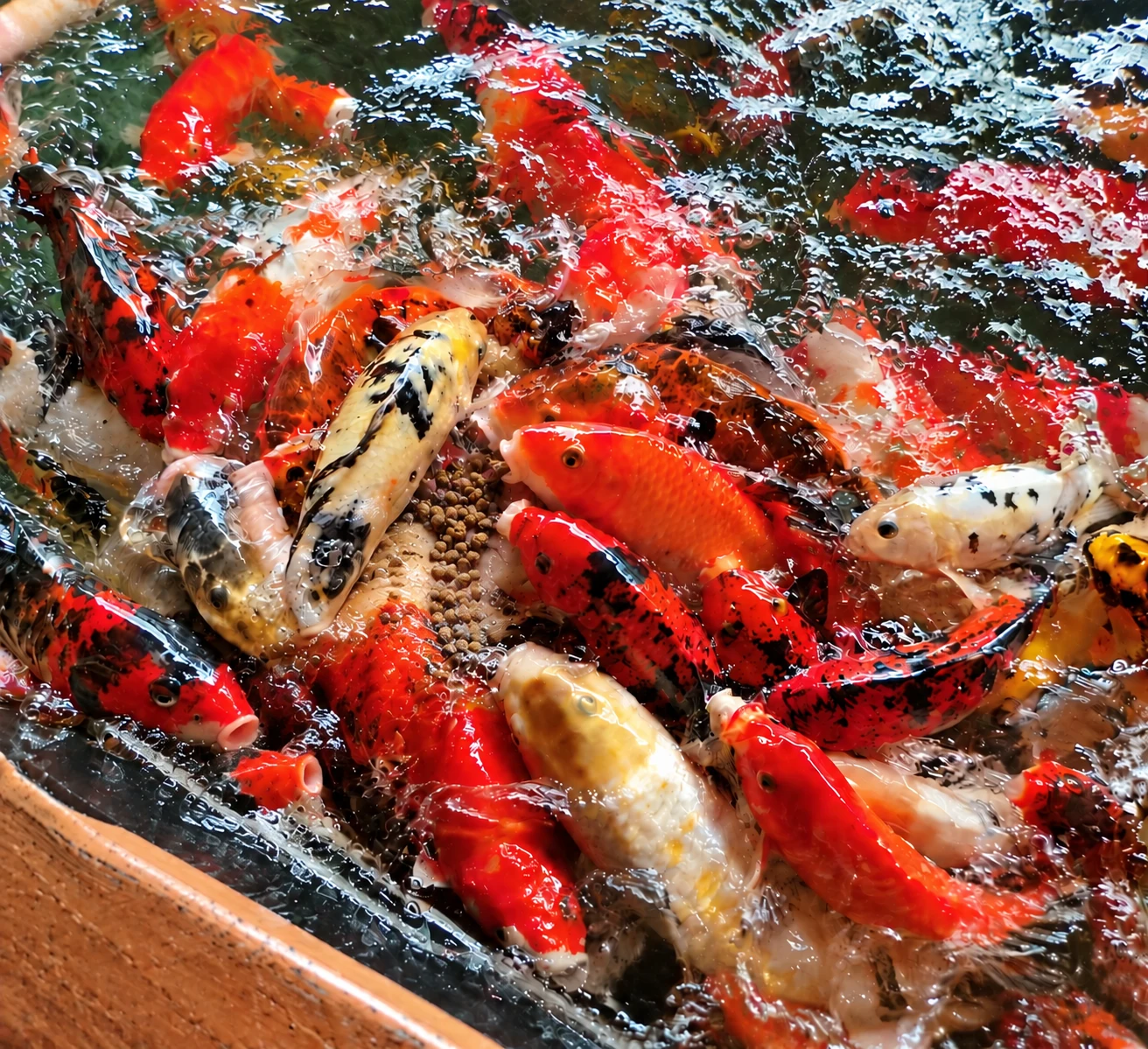 Colorful koi fish gathering at the water surface to feed on pellets.
