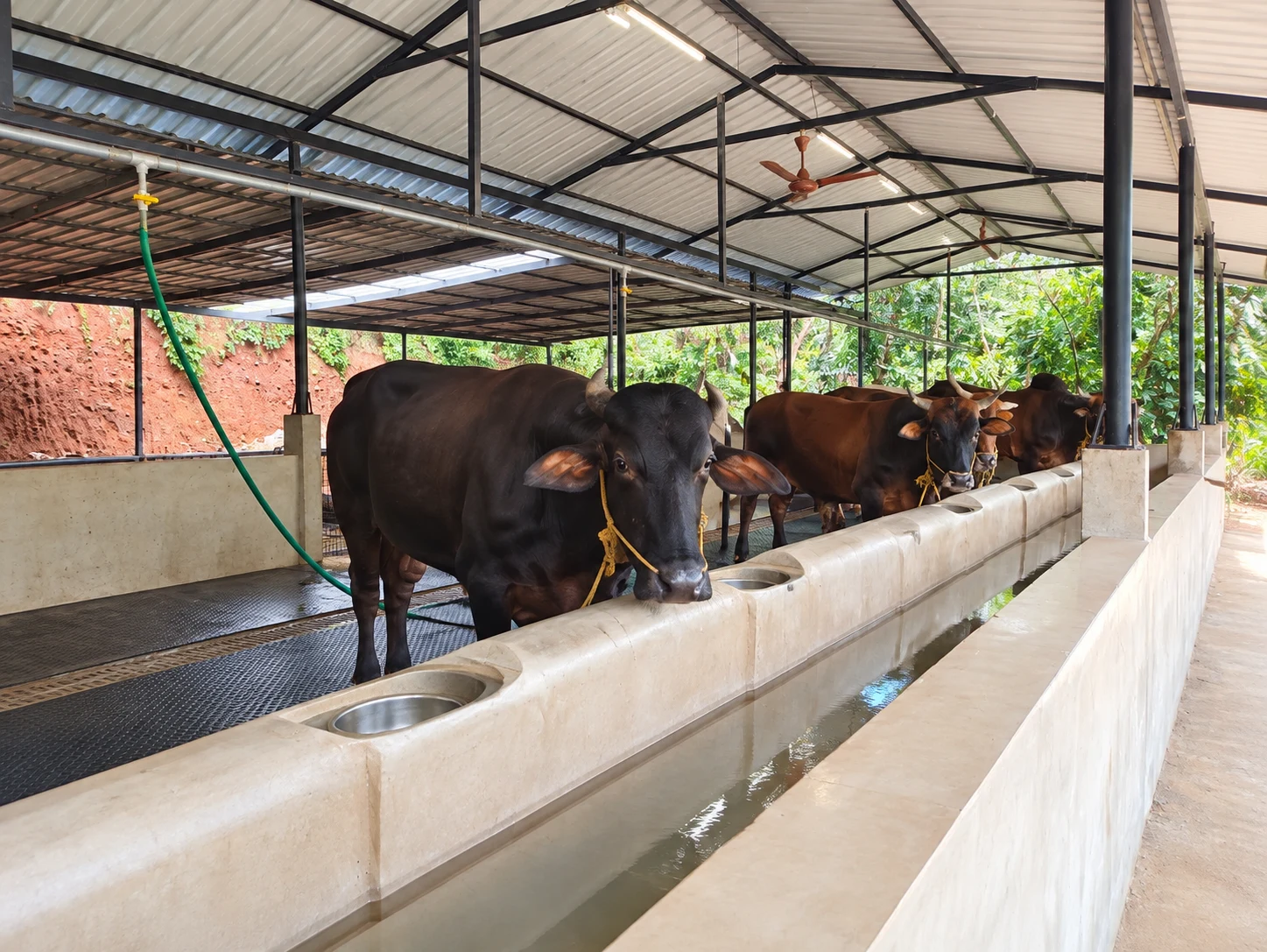 Bullocks standing beside feeding troughs in a covered cattle shed