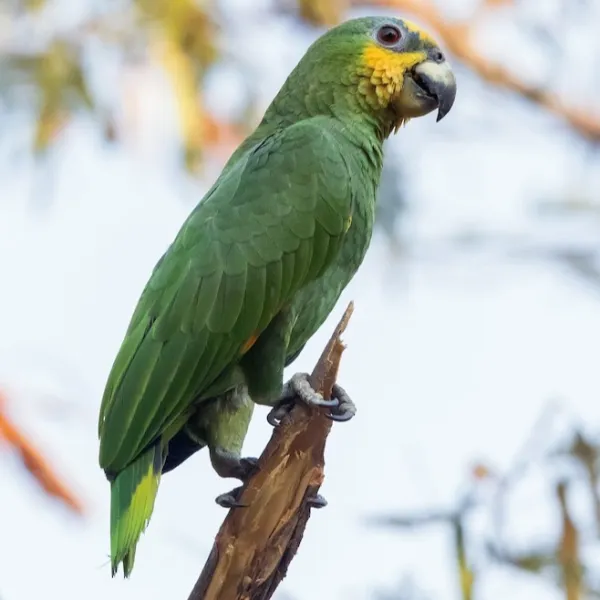 Orange-winged Amazon