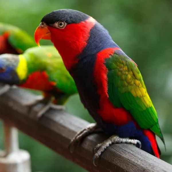 Black-cap Lory