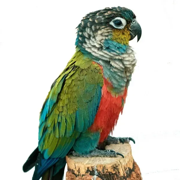Crimson-bellied Conure