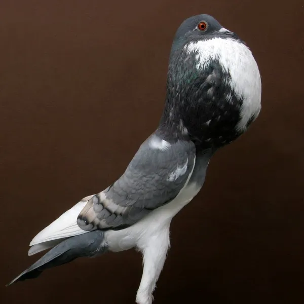 Pouter Pigeon