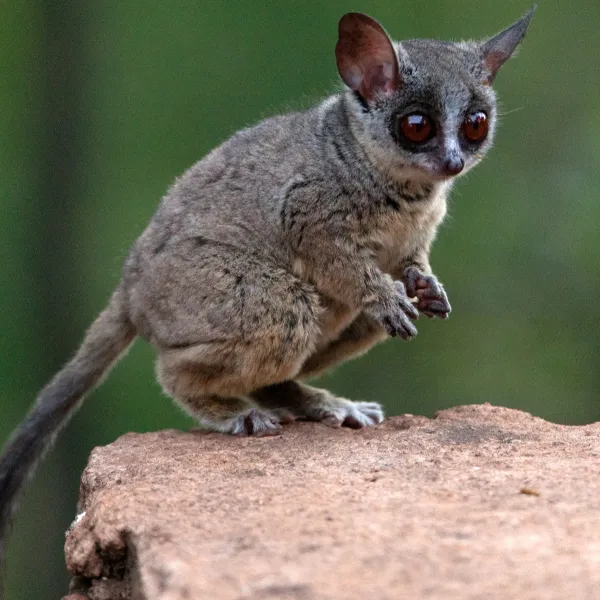 Galago
