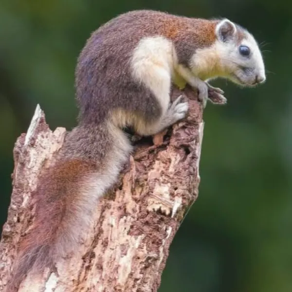 Finlayson’s Squirrel