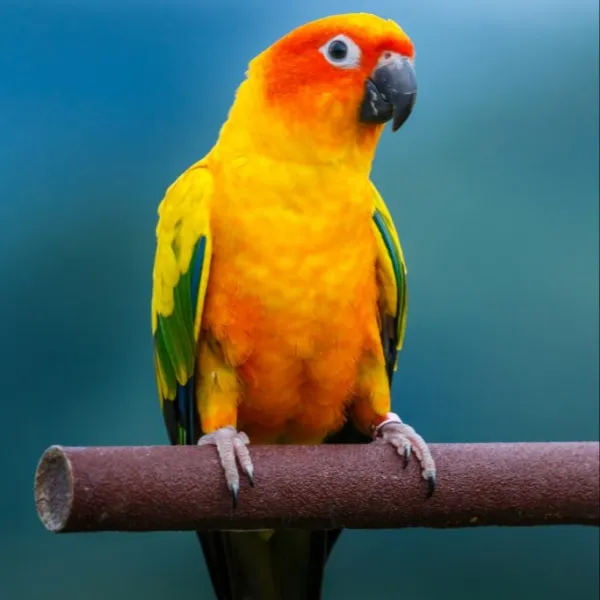Sun Conure