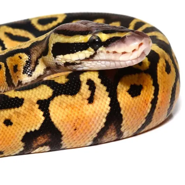 Pastel Ball Python