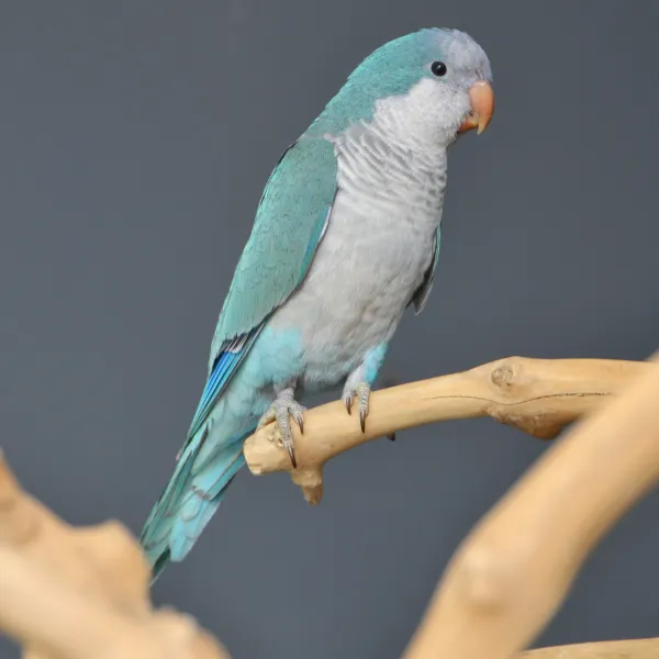 Blue Monk Parakeet