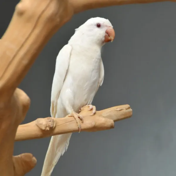 Albino Monk Parakeet