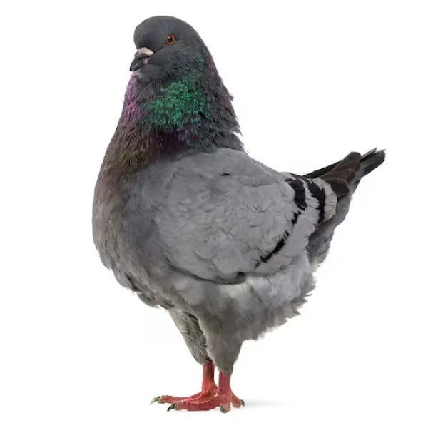 King Pigeon