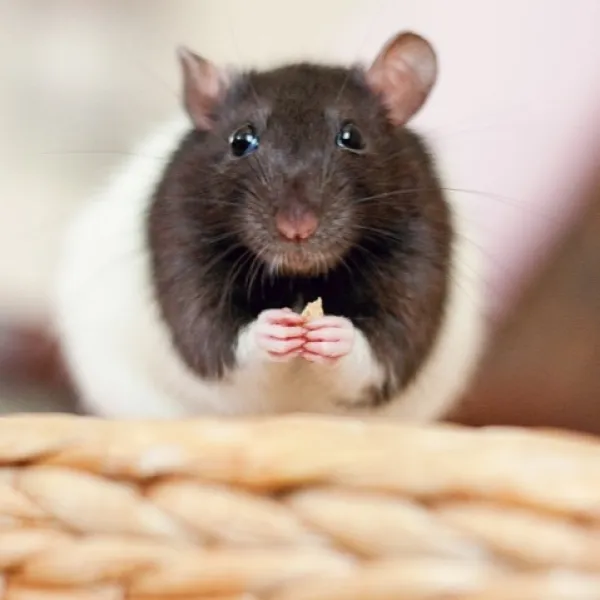Hooded Rat