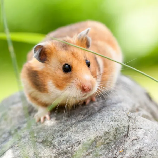 Syrian Hamster