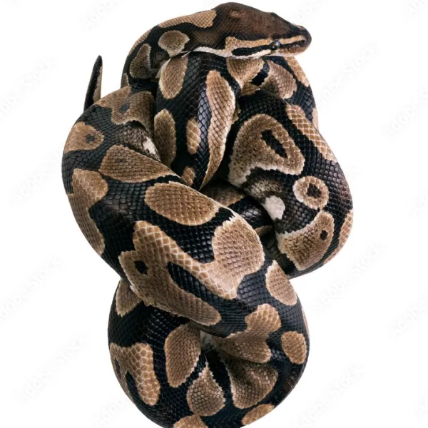 Royal Ball Python