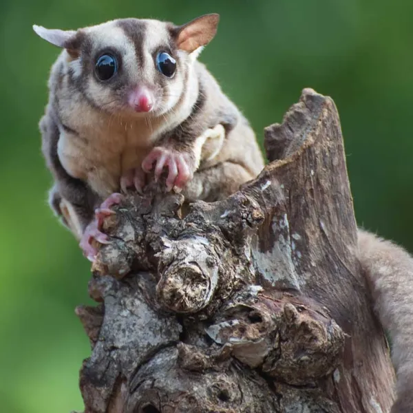 Sugar Glider