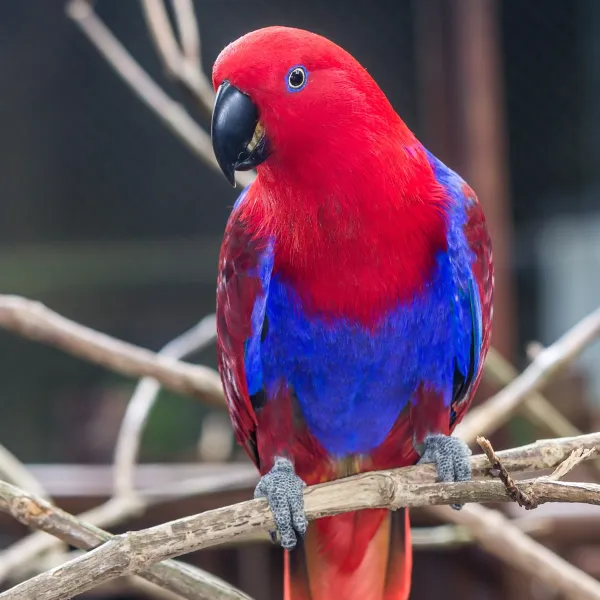 Eclectus Parrot